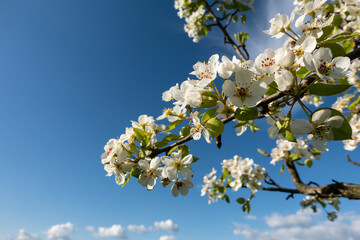 Blossoming Apple Tree Blue Sky in Spring