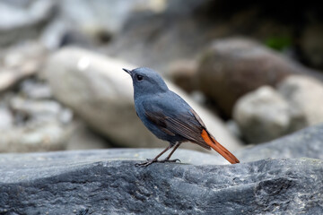 Plumbeous water redstart or Phoenicurus fuliginosus seen in Rongtong in India