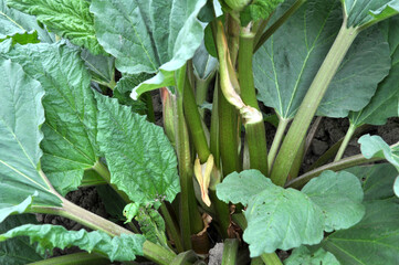 Rhubarb growing in the garden.