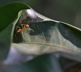 red ant with black eyes visible on a leaf