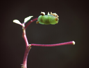 baby butterfly pupa on a fig leave