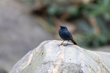 Plumbeous water redstart or Phoenicurus fuliginosus seen in Rongtong in India