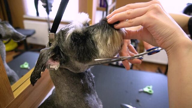 Groomer cuts Zwerg dog with scissors and a razor