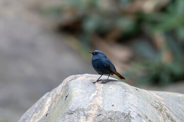 Plumbeous water redstart or Phoenicurus fuliginosus seen in Rongtong in India