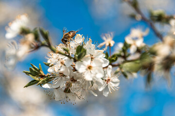 Bee collecting pollen nectar from white flower of cherry tree with blue sky in background. Flying...