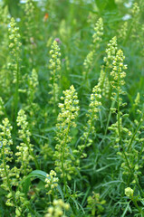 Reseda lutea as a weed growing in the field