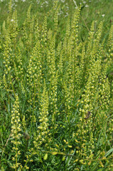 Reseda lutea as a weed growing in the field