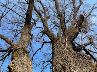 Fototapeta na wymiar an old huge oak tree against the blue April sky