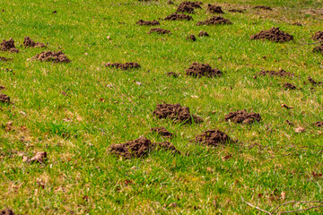 The mole pushed off the ground and made piles of ground