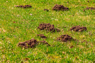 Naklejka na ściany i meble The mole pushed off the ground and made piles of ground