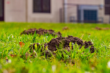 The mole pushed off the ground and made piles of ground