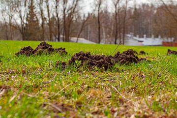 The mole pushed off the ground and made piles of ground
