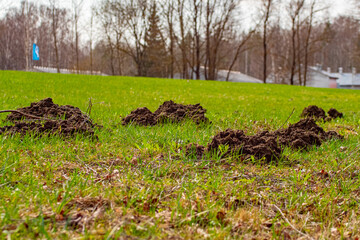 The mole pushed off the ground and made piles of ground
