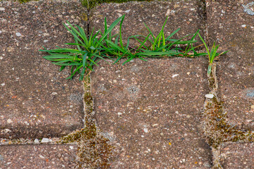 Old pavement with weeds in the park. Moss and weeds on the pavement. Yellow dandelions grew in the asphalt. Natural plants grow in the pavement