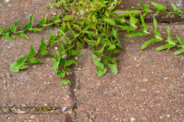Old pavement with weeds in the park. Moss and weeds on the pavement. Yellow dandelions grew in the...