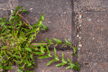 Old pavement with weeds in the park. Moss and weeds on the pavement. Yellow dandelions grew in the asphalt. Natural plants grow in the pavement