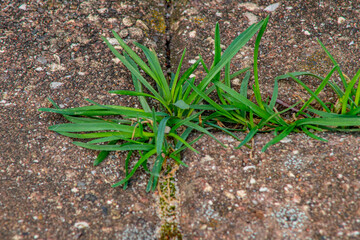 Old pavement with weeds in the park. Moss and weeds on the pavement. Yellow dandelions grew in the...