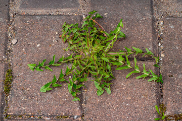 Old pavement with weeds in the park. Moss and weeds on the pavement. Yellow dandelions grew in the...