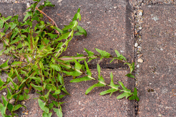 Old pavement with weeds in the park. Moss and weeds on the pavement. Yellow dandelions grew in the asphalt. Natural plants grow in the pavement