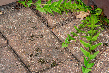 Old pavement with weeds in the park. Moss and weeds on the pavement. Yellow dandelions grew in the...