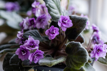 beautiful blooming indoor violets with blue petals