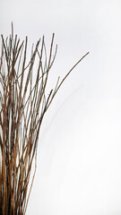Dried birch twigs branches, natural brown color in white background with copy space, for graphic or...