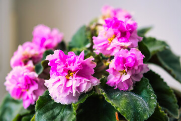 african violet flowers saintpaulia in pot on windowsill, macro close up