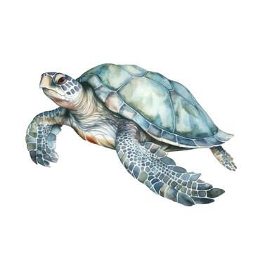 Blue watercolor sea turtle illustration isolated on transparent background, underwater animals ocean collection
