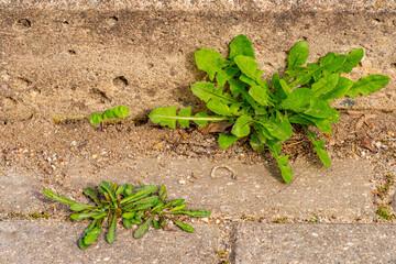 Old pavement with weeds in the park. Moss and weeds on the pavement. Yellow dandelions grew in the asphalt. Natural plants grow in the pavement