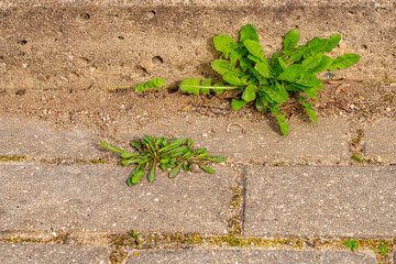 Old pavement with weeds in the park. Moss and weeds on the pavement. Yellow dandelions grew in the...