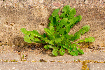 Old pavement with weeds in the park. Moss and weeds on the pavement. Yellow dandelions grew in the...