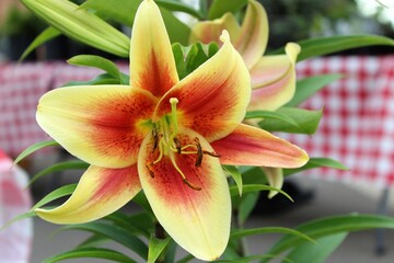 orange lily flower