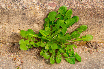 Old pavement with weeds in the park. Moss and weeds on the pavement. Yellow dandelions grew in the...