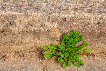 Old pavement with weeds in the park. Moss and weeds on the pavement. Yellow dandelions grew in the...