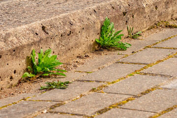 Old pavement with weeds in the park. Moss and weeds on the pavement. Yellow dandelions grew in the...