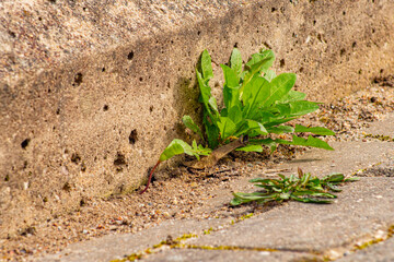 Old pavement with weeds in the park. Moss and weeds on the pavement. Yellow dandelions grew in the asphalt. Natural plants grow in the pavement