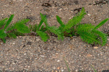 Old pavement with weeds in the park. Moss and weeds on the pavement. Yellow dandelions grew in the...