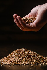 A handful of barley malt on a black background.