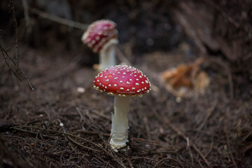 Toadstool
