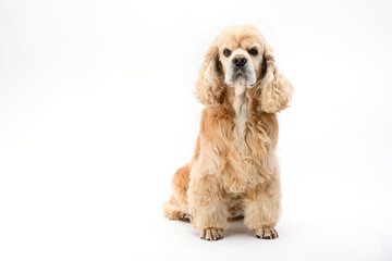 American Cocker Spaniel sits in front of a white background.