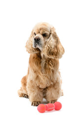American Cocker Spaniel sits in front of a white background.