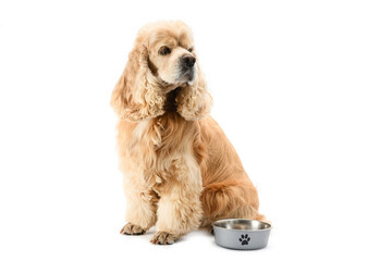 American Cocker Spaniel is waiting for food isolated on a white background.