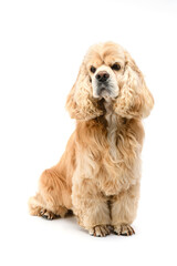 American Cocker Spaniel sits in front of a white background.