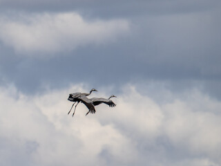 Migrating Common Cranes arriving to Lake Hornborga during spring in Sweden. The lake is famous because it attracts around 20.000 cranes daily during its peak in late March-early April.
