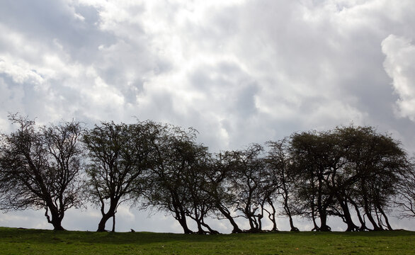 Tree Line