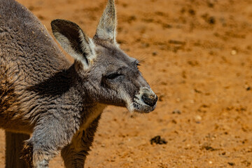 Close-up portrait of a kangaroo