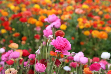 Obraz premium pink ranunculus