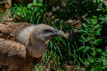 portrait of a vulture close up	
