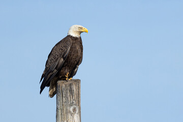 Bald eagle (Haliaeetus leucocephalus) sitting on top of a telephone pole against a clear blue sky, United States of America