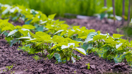 Low-growing kidney bean plants in a bed. Home gardening